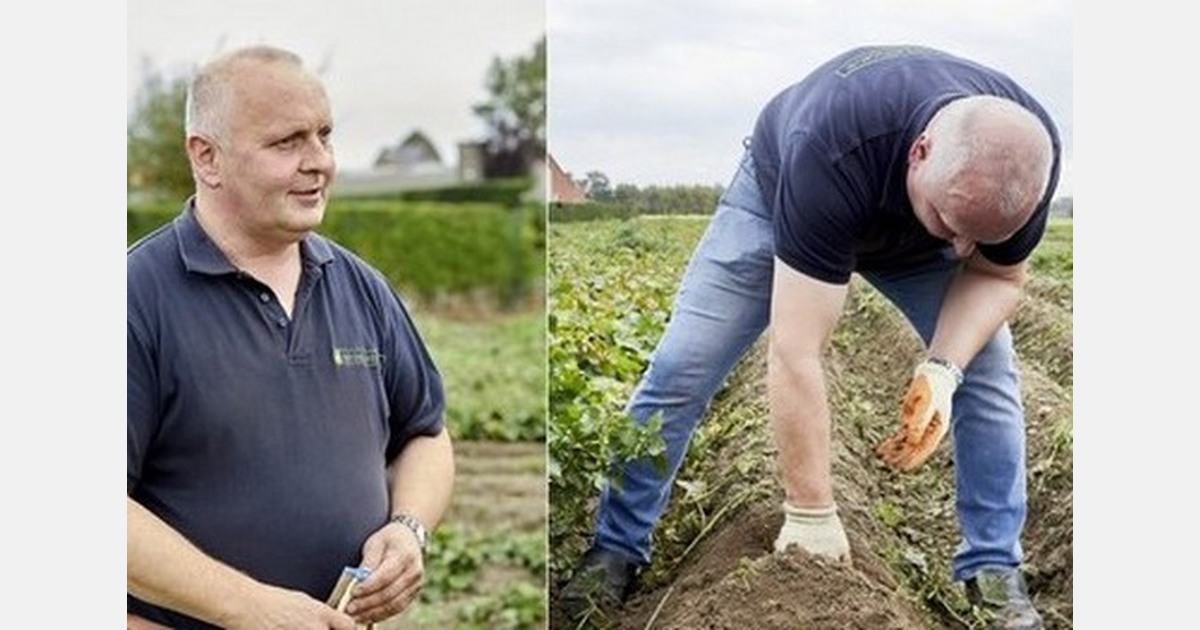 "Delayed arrival of Spanish early potatoes could ease market pressure"