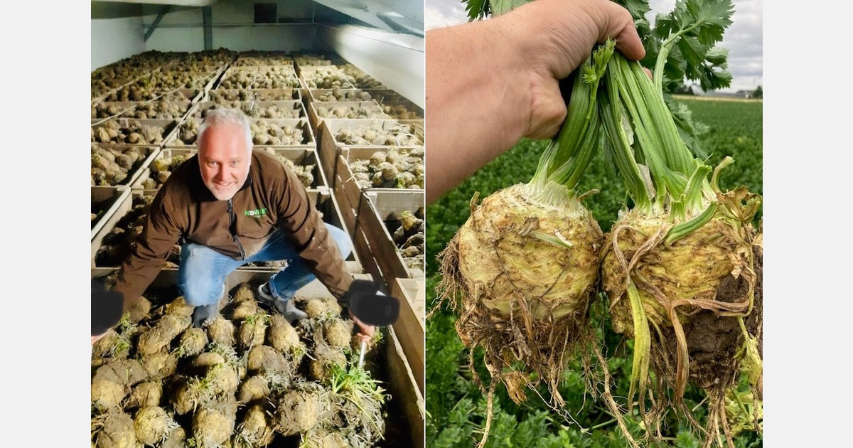 "Cards at celeriac market shuffled very differently from past years"