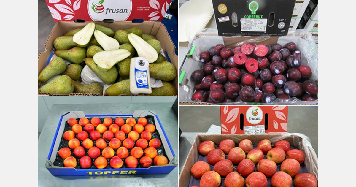 «Es difícil enviar fruta chilena a Europa debido al fuerte mercado estadounidense»