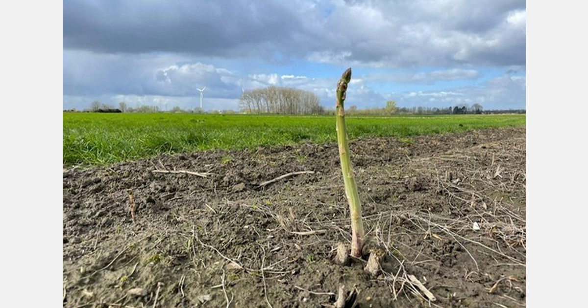 "Green asparagus enjoys less publicity but is very popular among young