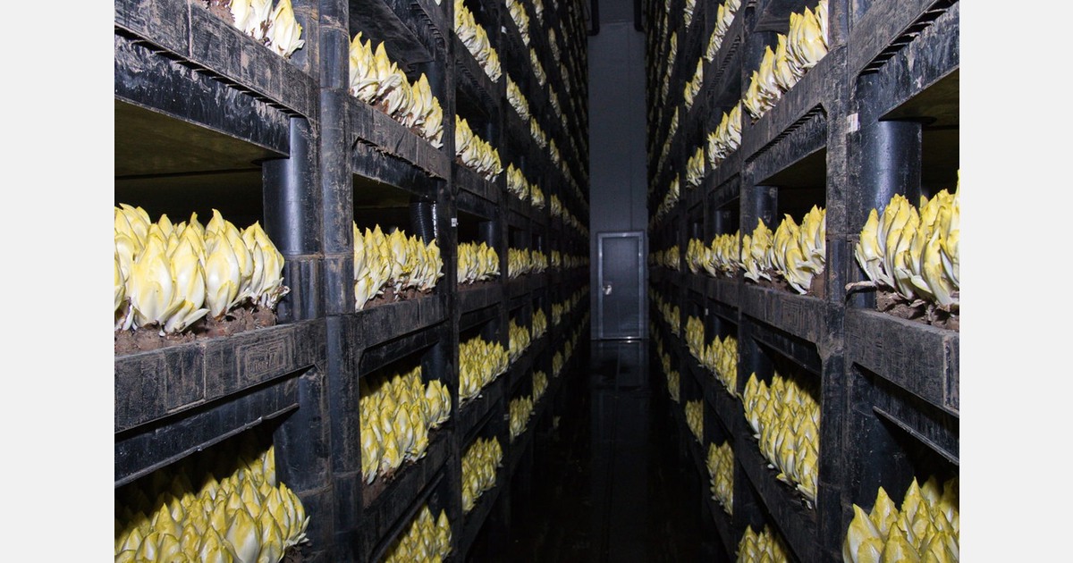 Largest Belgian endive producer in the Netherlands declared bankrupt