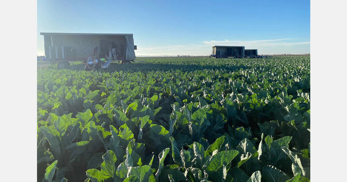 "A profitable summer for cauliflower and broccoli, though the end of