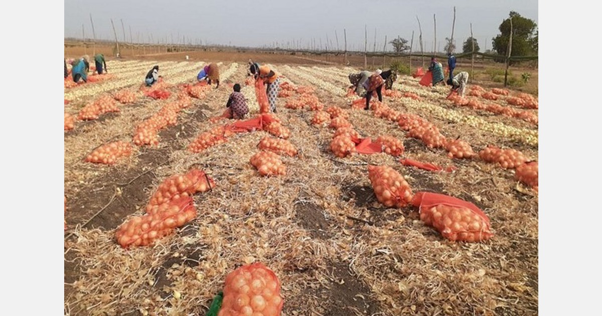 Local Senegalese onion production not yet a threat to Dutch exports"