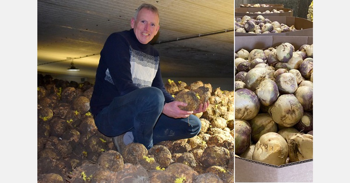 "Celeriac market very sluggish this season, turnip tight and undersupplied"