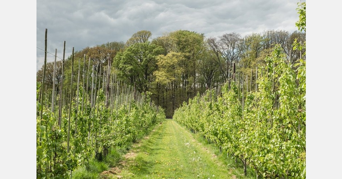 "Challenging organic apple season, but sales now picking up"