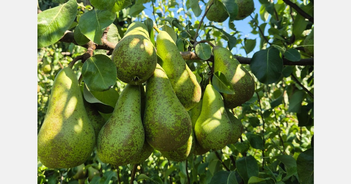 “We are currently running at 200 per cent to meet demand”