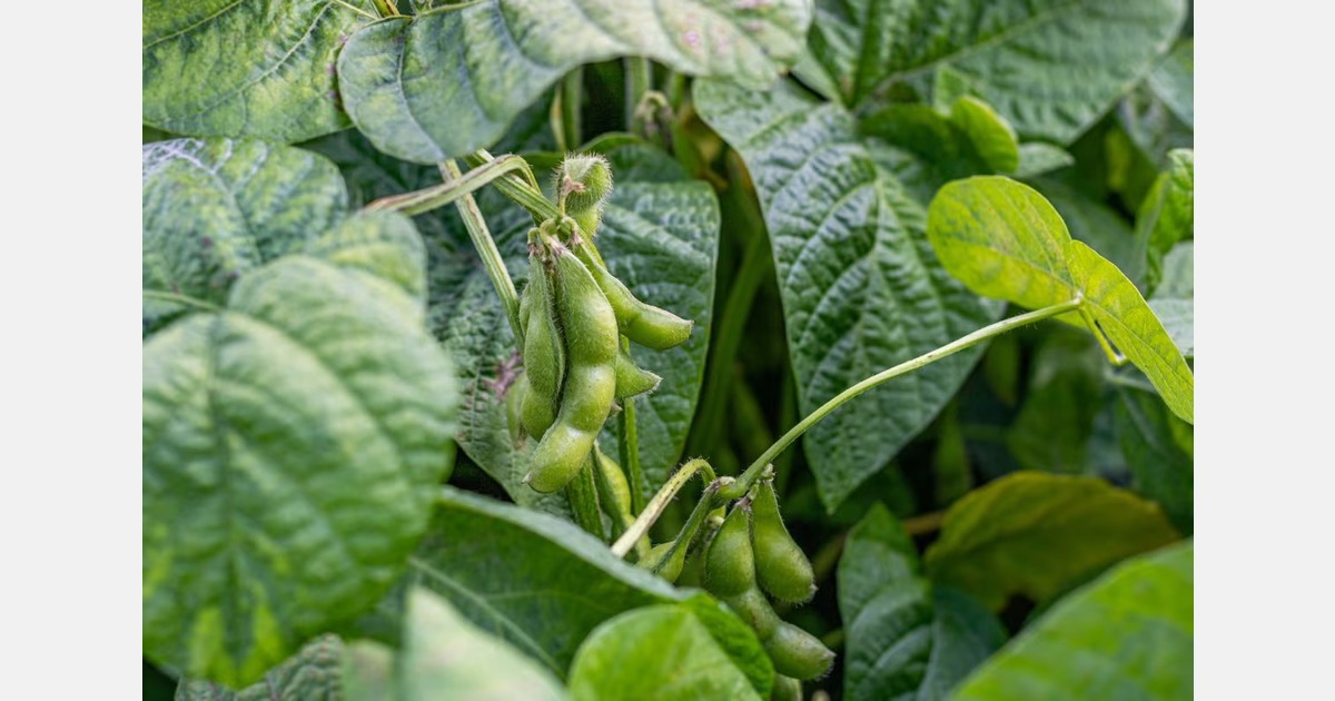 "The goal is to start supplying Belgian Edamame year-round"