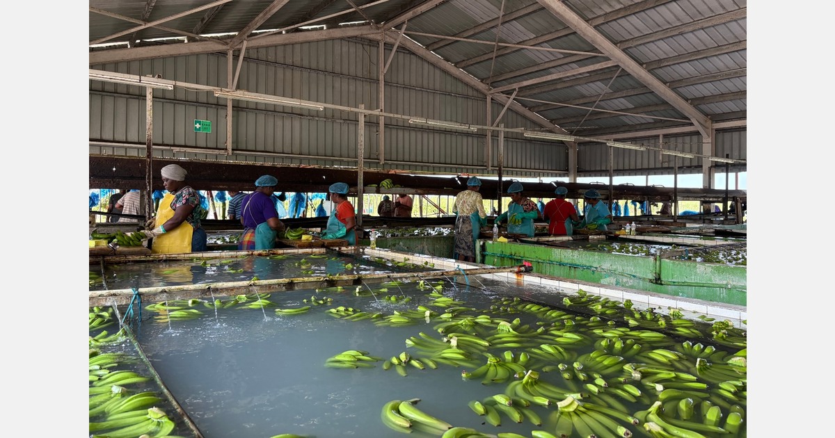 Suriname faces declining fruit and vegetable exports to Europe