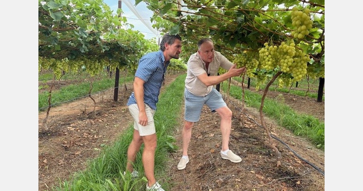 "Cautious outlook for the South African grape market"