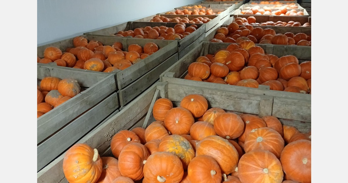 "A short-term increase in demand for leeks, but a very challenging pumpkin market"
