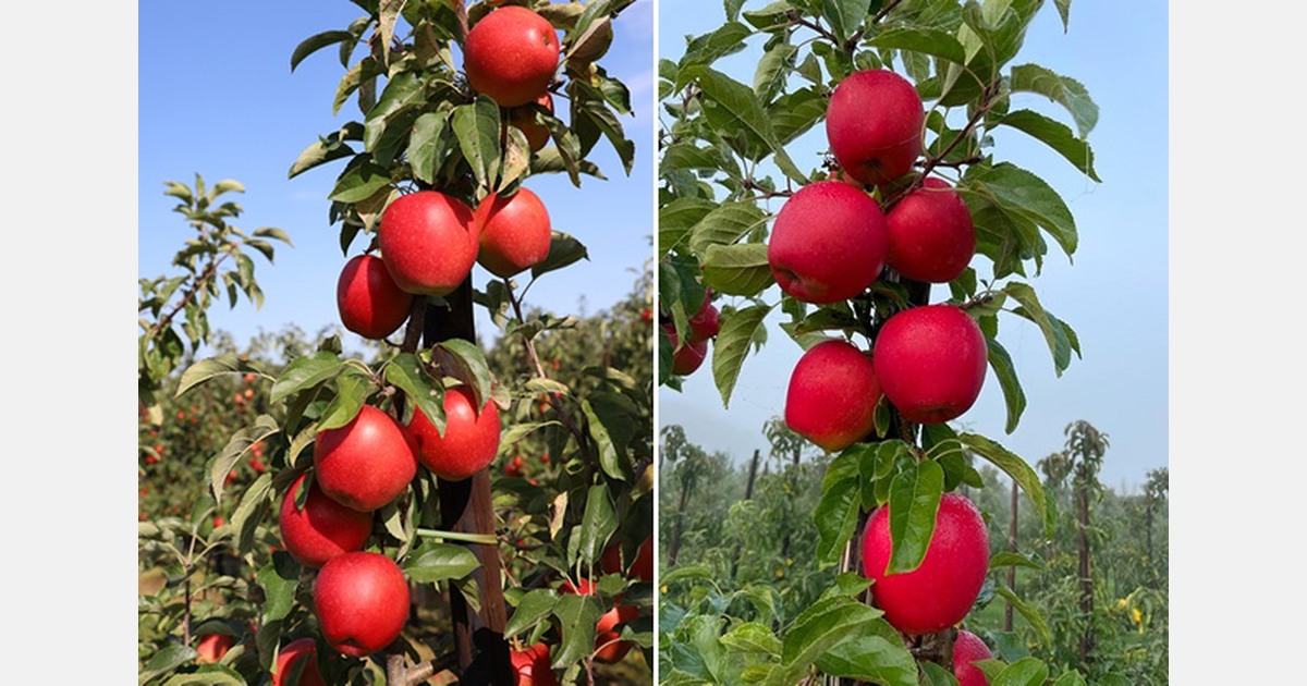 "Prices for good pears pick up, apple market still slow to gain momentum"