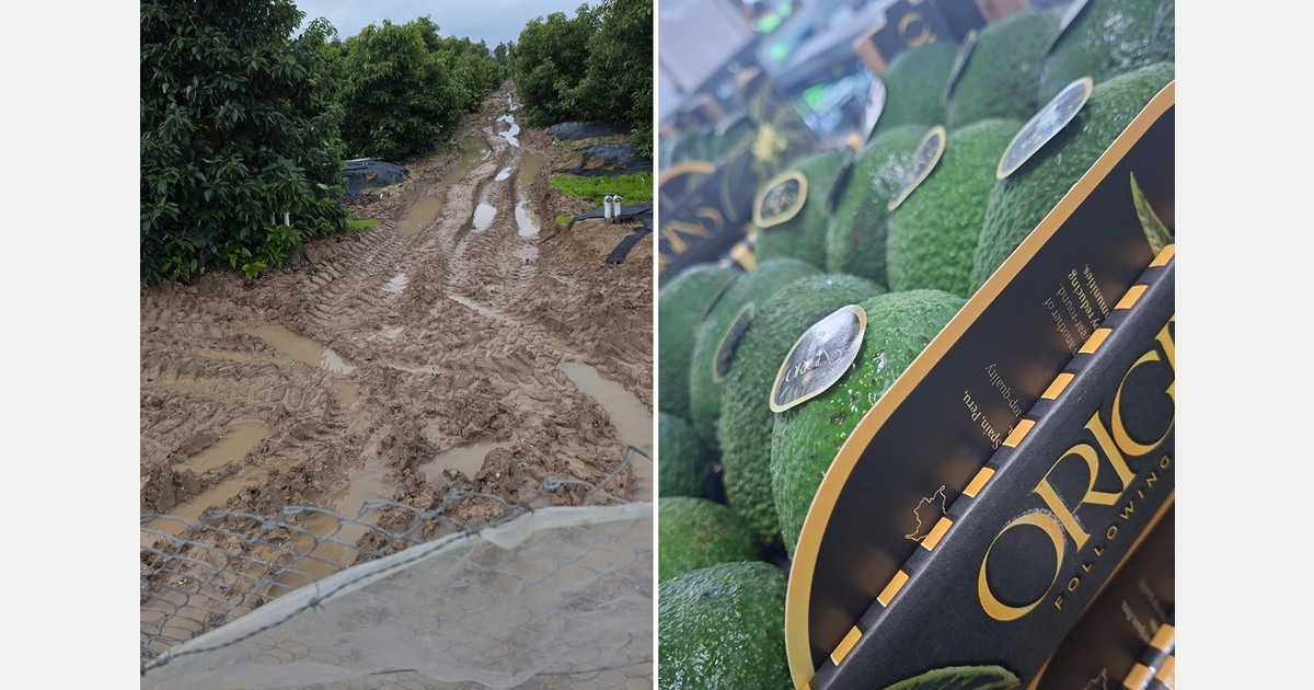 "Retail demand for Spanish avocados surges due to heavy rainfall"