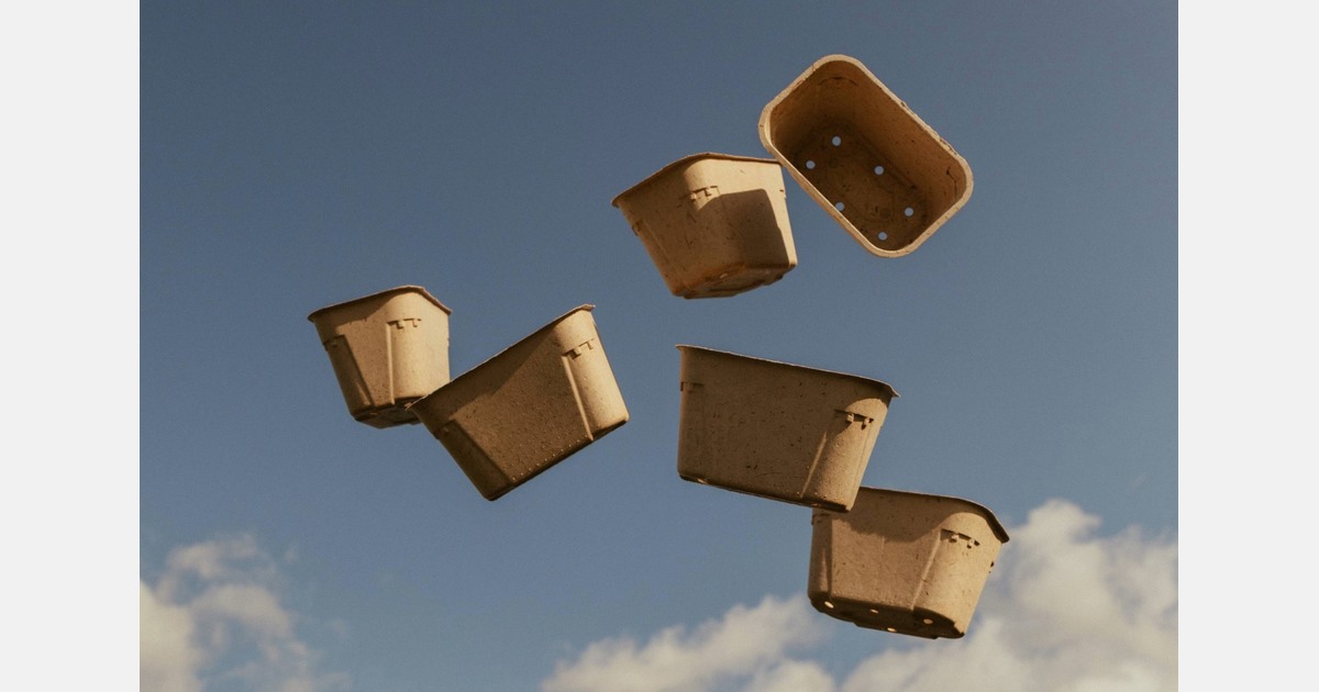 "Mushrooms packed in the nutrient medium they were grown on"