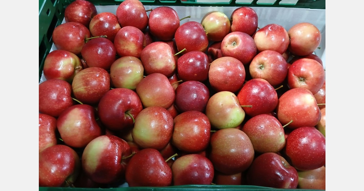 “The season’s biggest challenge undoubtedly lies with organic apples”