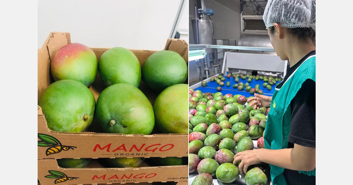 "Organic mango prices far higher than last year"