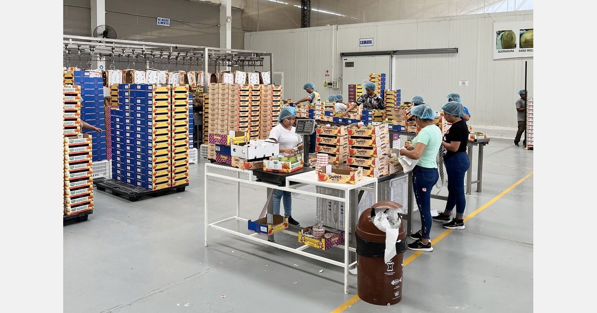 “Mango market inimitable, uncontrollable, and unpredictable”