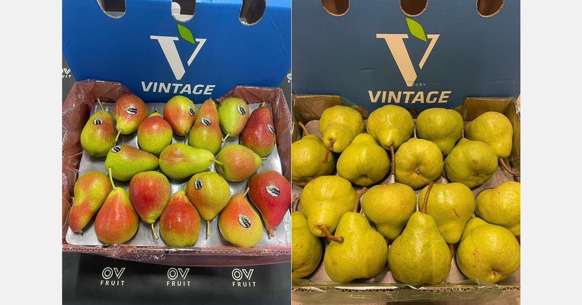 "South African pears arrive in a balanced market"