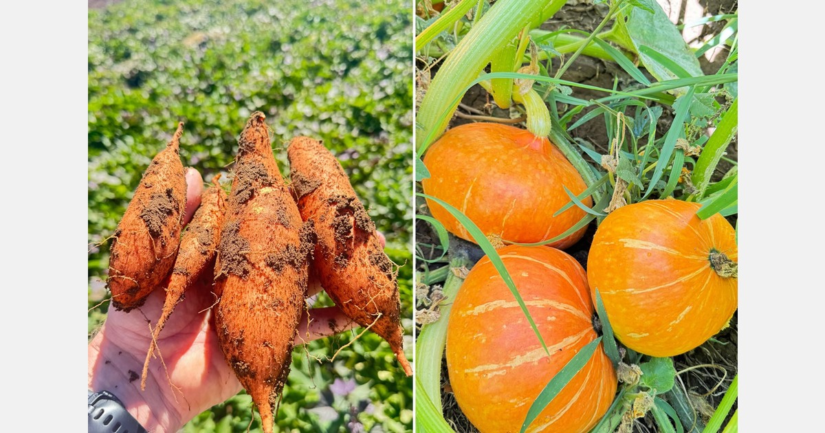 "New organic season from South Africa kicks off"