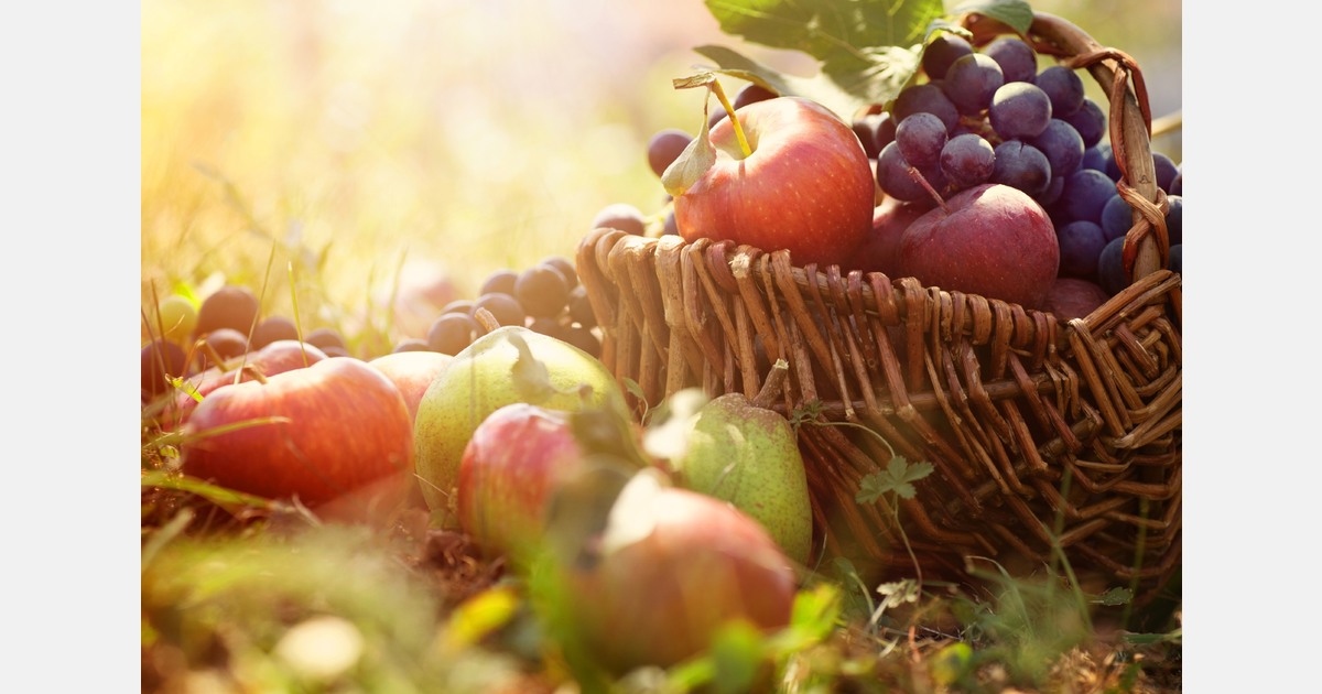 Strong Belgian pear exports offset the decline in apple exports