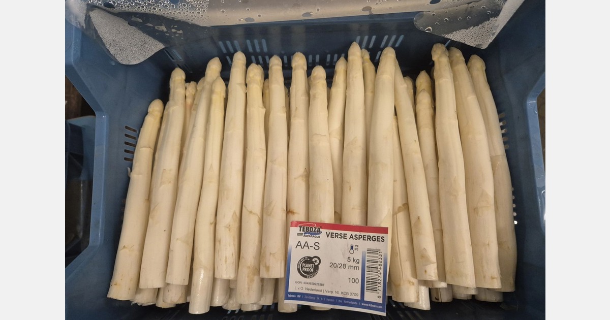 Dutch asparagus season kicks off at Teboza