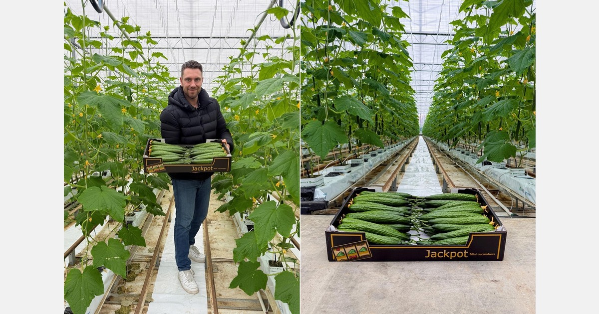 "Strong start to the Dutch mini cucumber season"