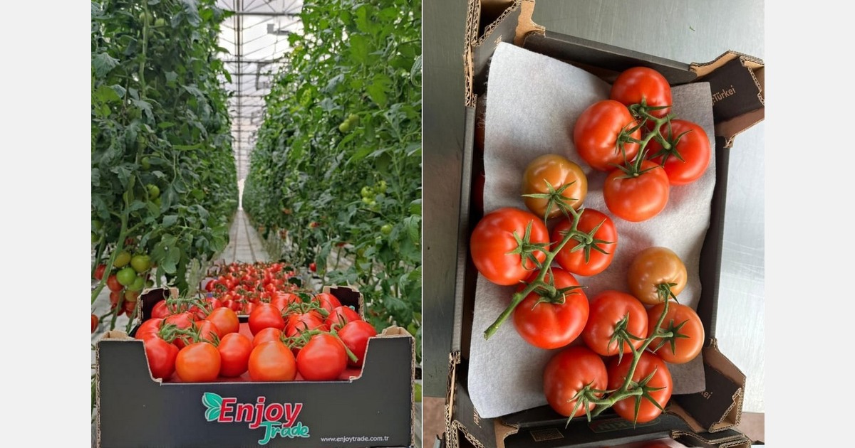 "Several trucks of Turkish vine tomatoes dispatched daily to European retailers"