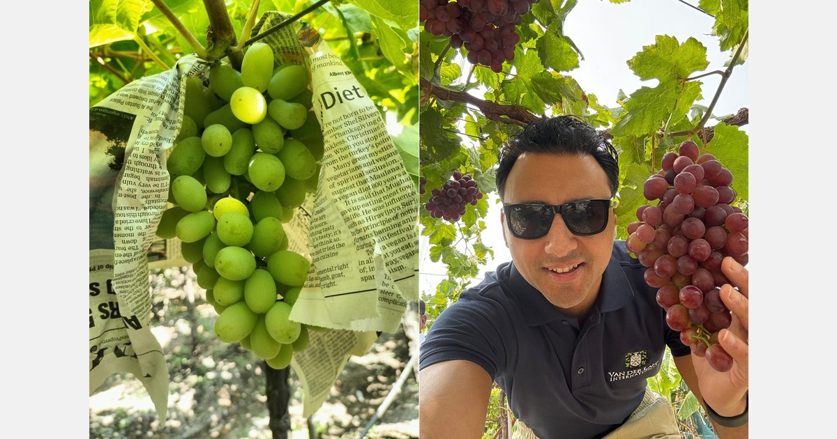 "South African grapes now competing on price with India rather than the other way around"