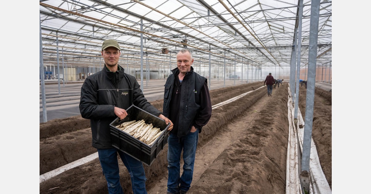 Сбор спаржи в теплицах: спрос высок при ограниченном объеме