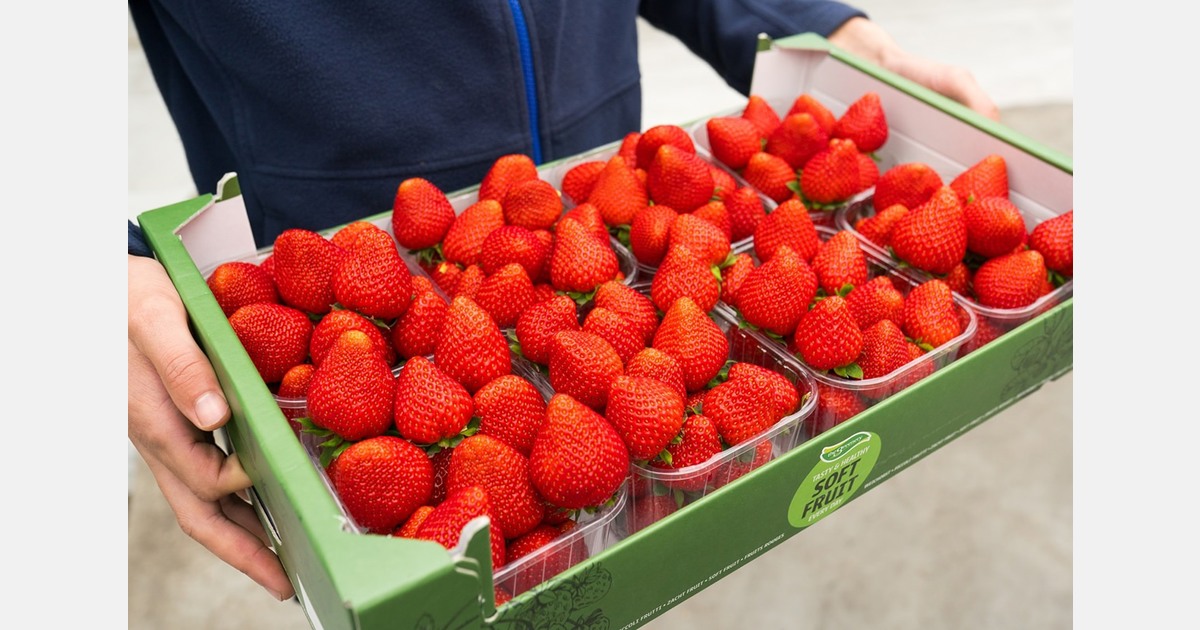 В Нидерландах собран первый урожай клубники Inspire в сезоне 2026 года