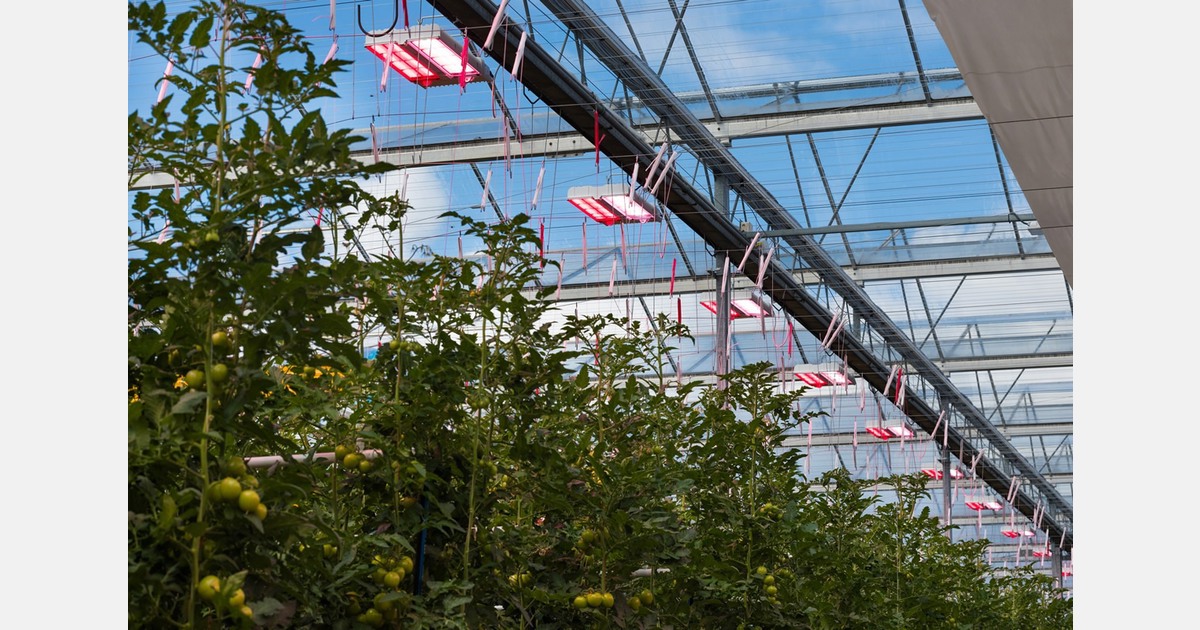 “Acreage growth and stronger role for lighted cultivation after dynamic import season”