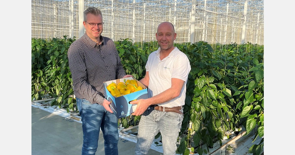 “Higher demand and tighter supply mark the start of the Dutch pepper season”
