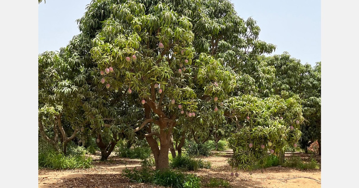 "Interesting West African mango season expected"