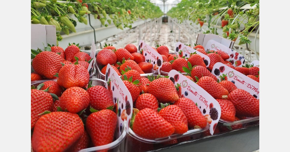 "Production to increase in following week, with higher volumes expected in time for Easter"