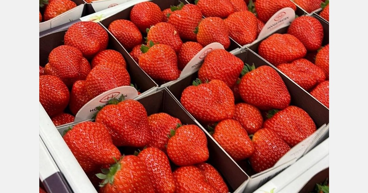 "Strong demand for soft fruit following winter quality issues in Spain, Portugal, and Morocco"