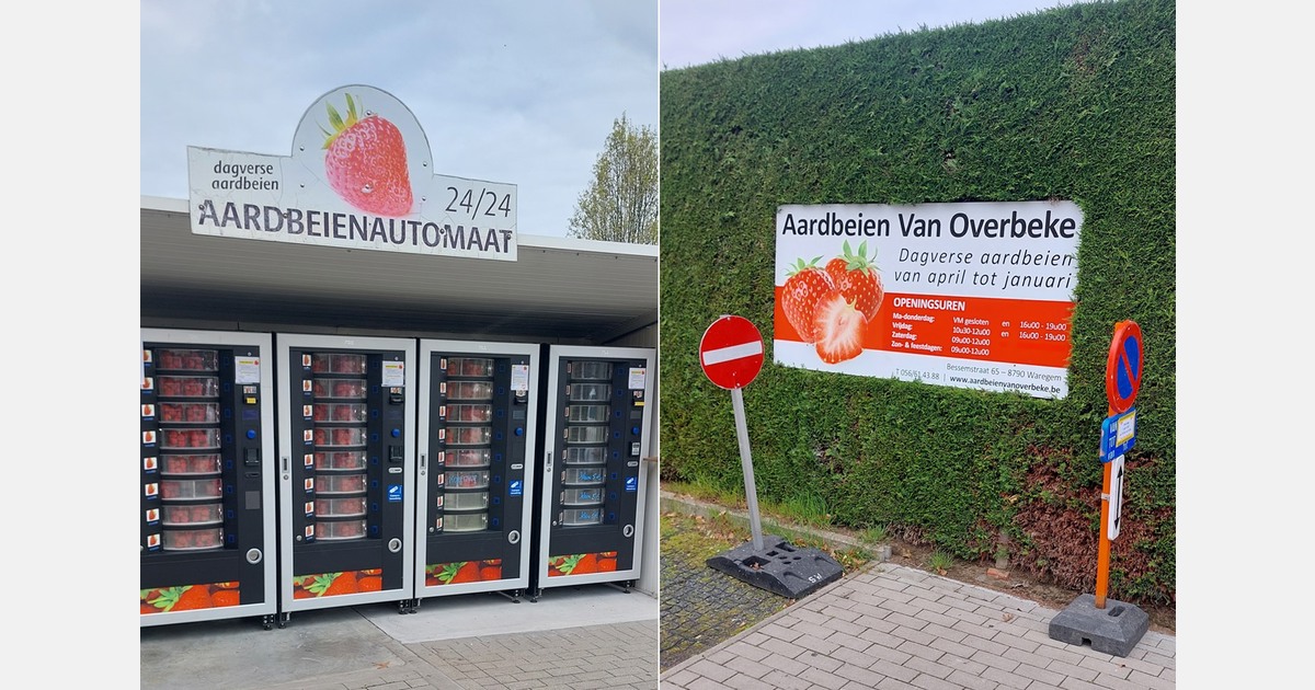 Belgian strawberry grower anticipates strong season despite variety shake-up