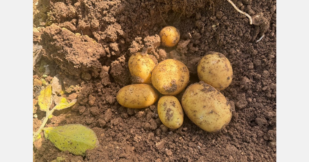 "First Maltese potatoes arrive, but supply remains very limited"