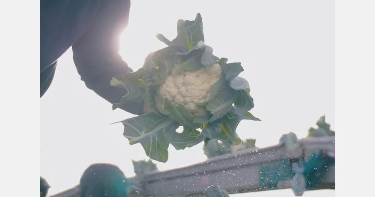 "Firm winter and greenhouse cauliflower prices due to lower volumes from Spain and Brittany"