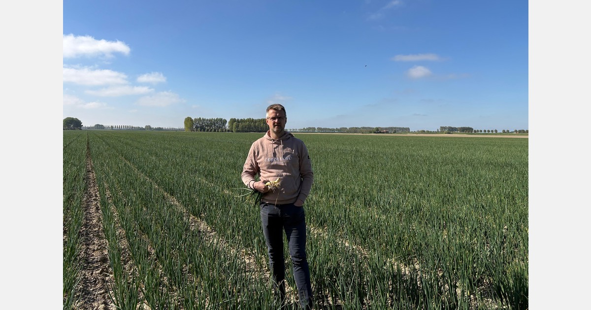 "Onion market 2025: Ample supply, subdued sentiment"