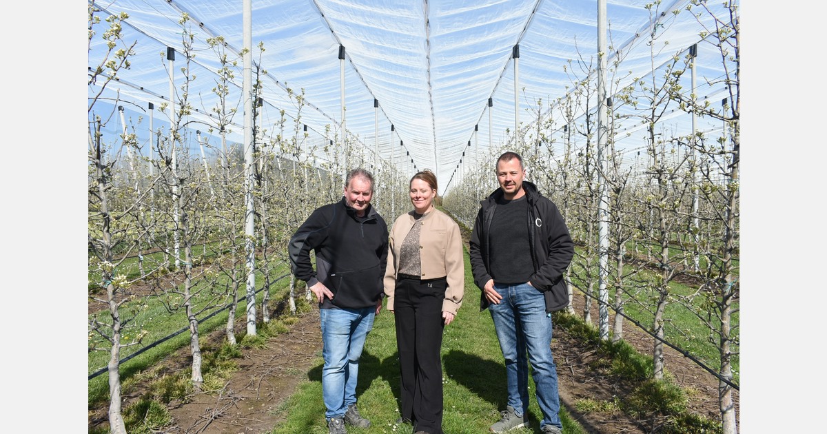 "Fred pear production grows annually as market interest strengthens"