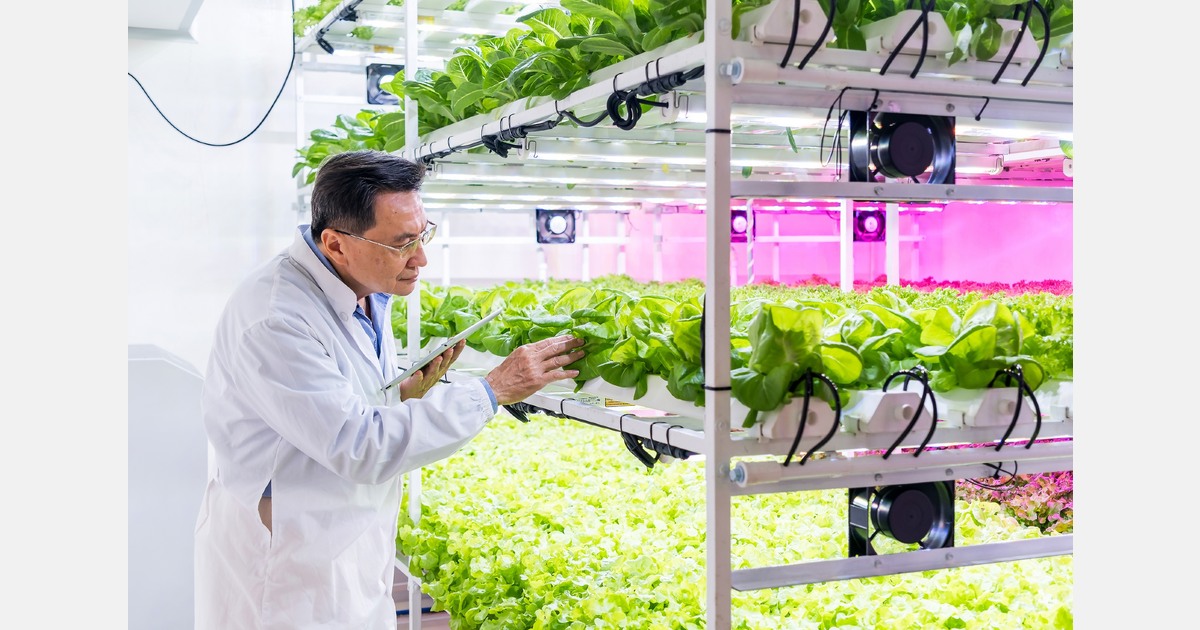 Spanish lettuce versus vertical farming: CO₂ comparison reveals unexpected results