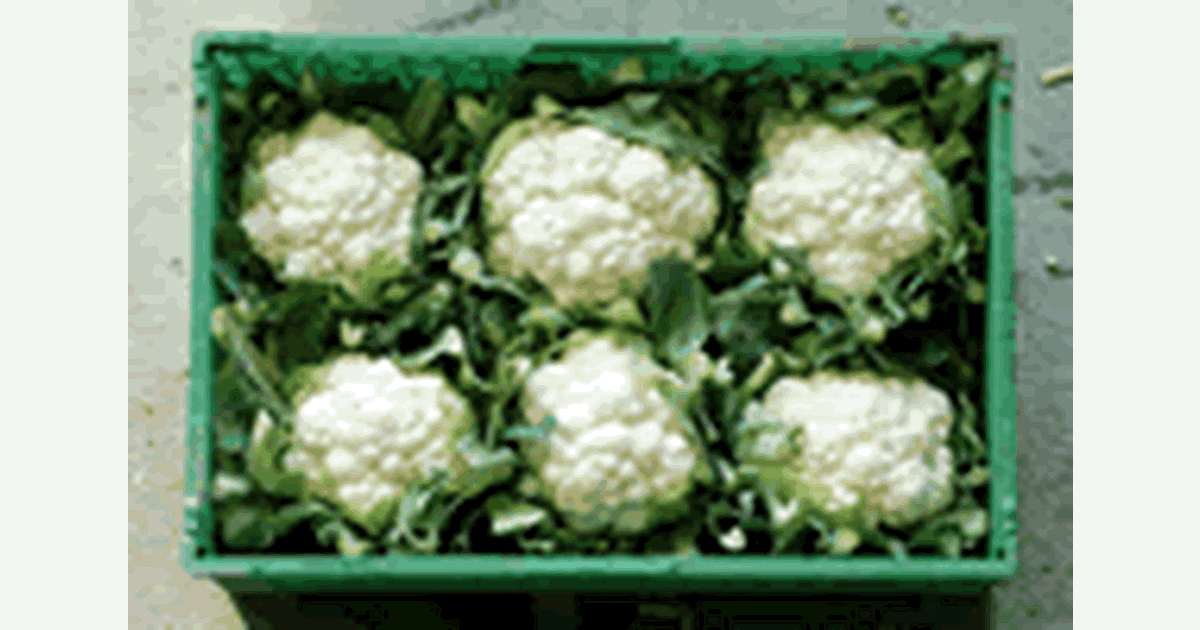 Germany: cauliflower balanced prices