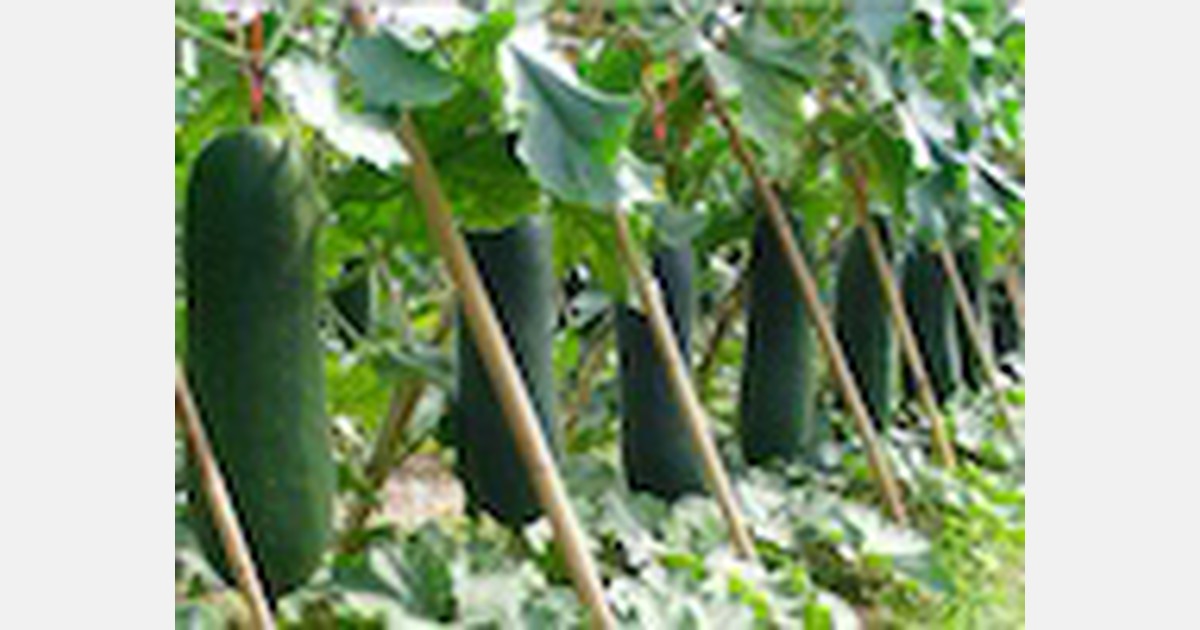 Chinese wax gourds enter peak retail season