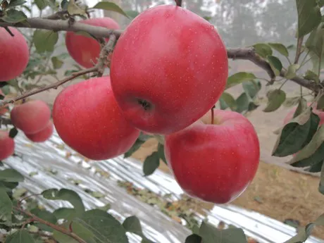 Hot Selling China Export High Quality Fresh Apple New Crop Natural Organic  Red FUJI Apple Fruit - China Apples, Food