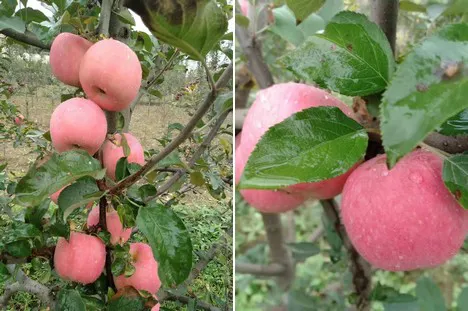 Chinese Top Quality Fuji Apples China Manufacturer