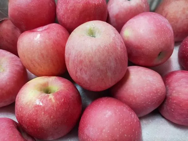 2020 New Fresh Fruits Red FUJI Apples - China Apple, FUJI Apple