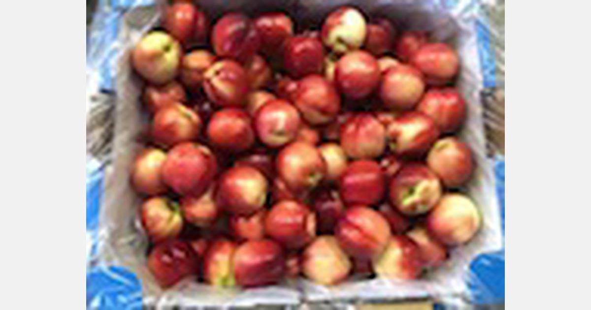Larger Australian nectarines on the Chinese market than last year