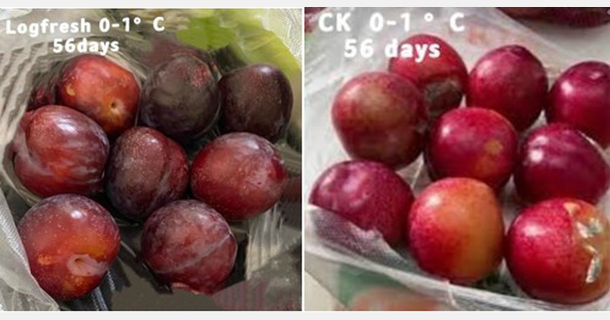 Logfresh preservation technology extends the shelf life of plums