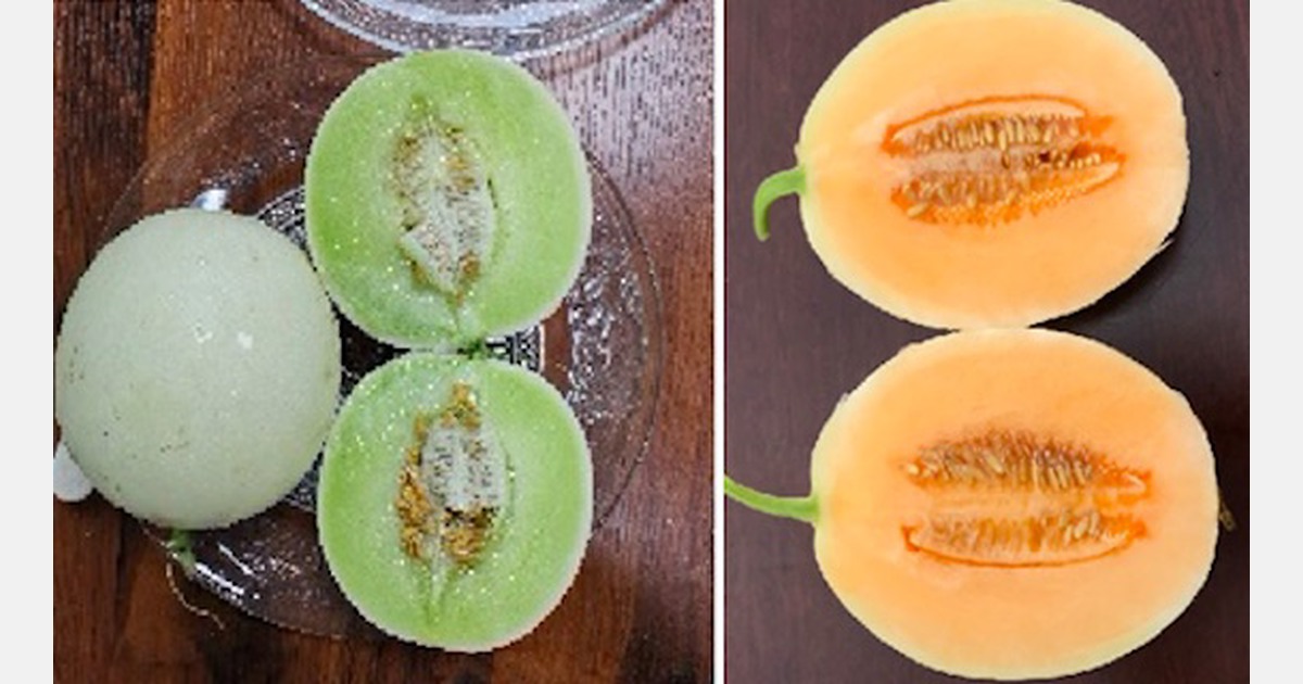 Two new melon varieties released in China