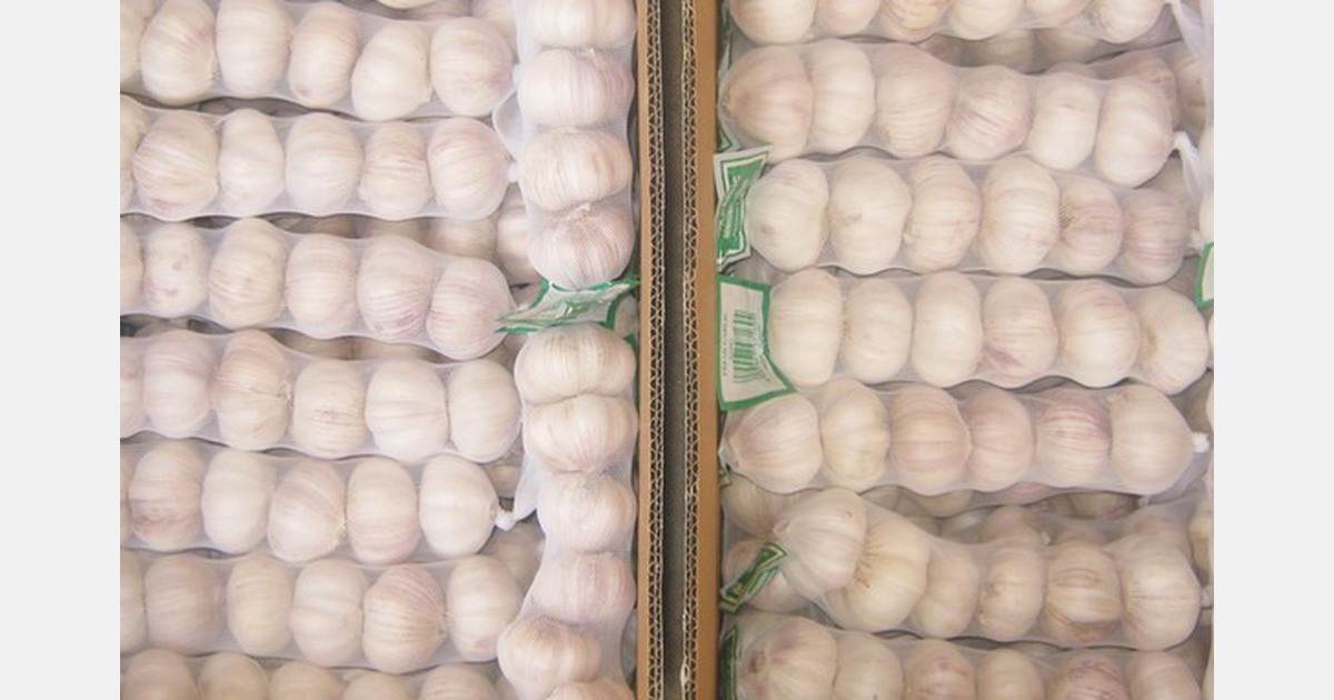 New garlic harvest is about to start, but number of workers is limited