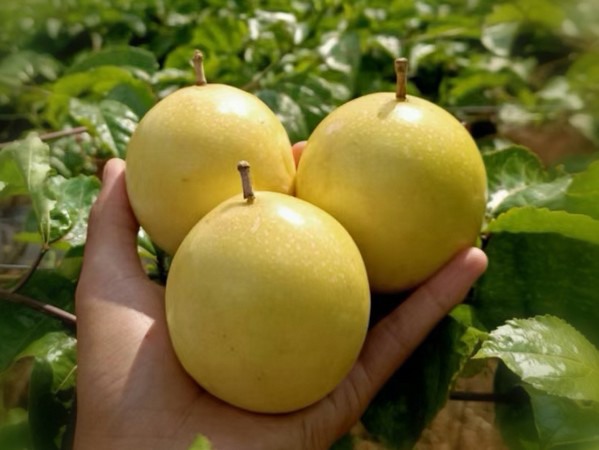 The new variety 
